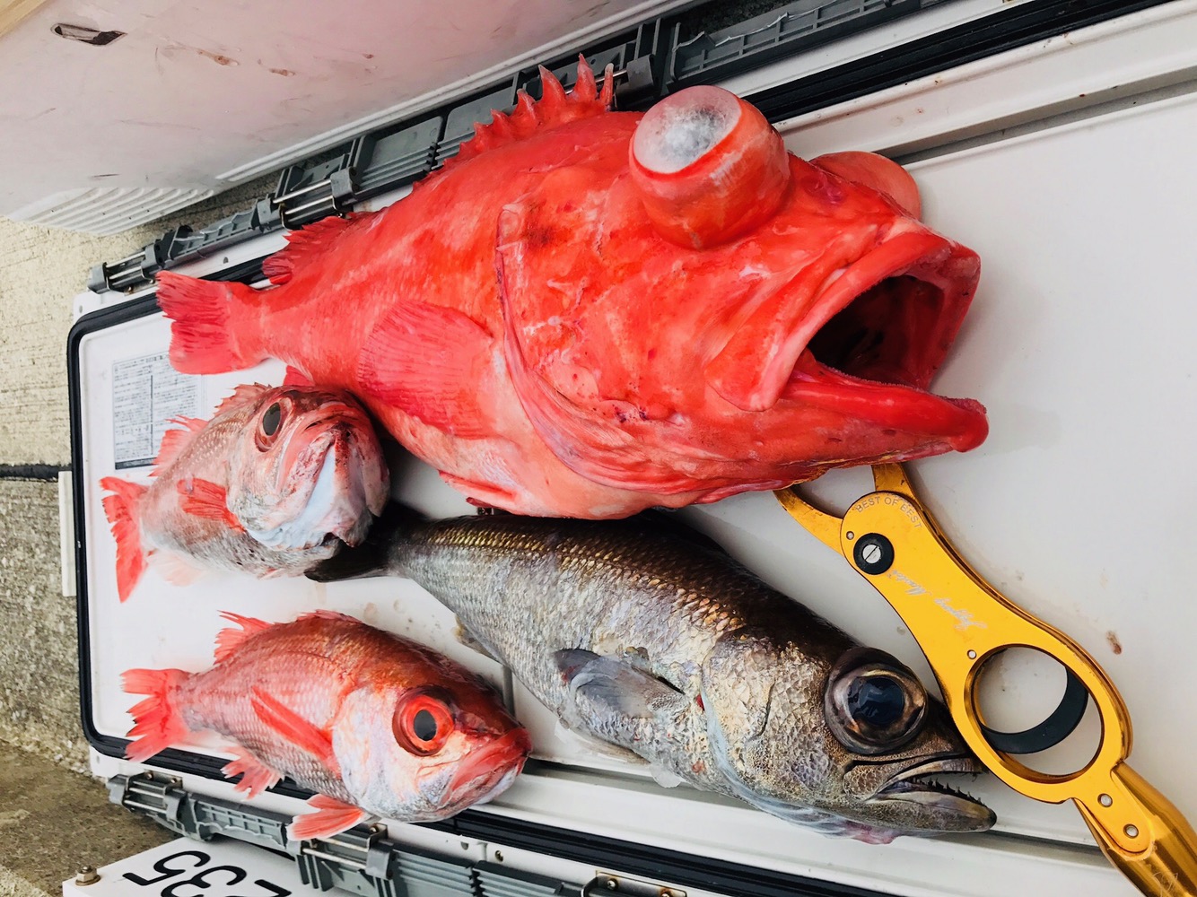 ☆美品　中深海　大物　キンメ　アコウ　ＰＥＮＮ ＤＥＥＰ ＳＥＡ ＲＯＤ ＭＥＤＩＵＭ ＴＹＰＥ １６５－Ｈ A luxury fish found 600m deep in the ocean! Try your hand at fishing